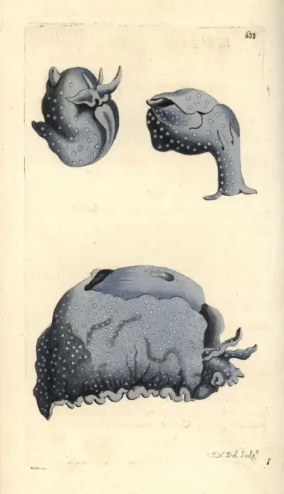 Framed Print : Spotted sea hare, Aplysia punctata Framed Print : Spotted sea hare, Aplysia punctata