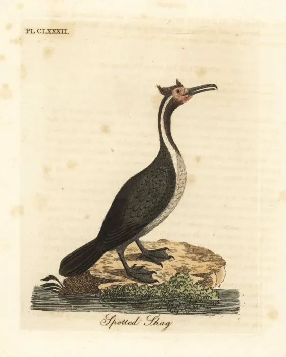Framed Print : Spotted shag or parekareka, Phalacrocorax punctatus Framed Print : Spotted shag or parekareka, Phalacrocorax punctatus