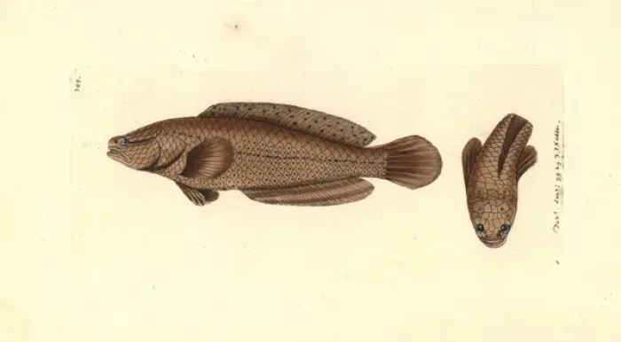 Framed Print : Spotted snakehead, Channa punctata Framed Print : Spotted snakehead, Channa punctata