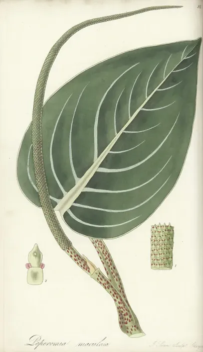 Framed Print : Spotted-stalked peperomia, Peperomia maculosa Framed Print : Spotted-stalked peperomia, Peperomia maculosa