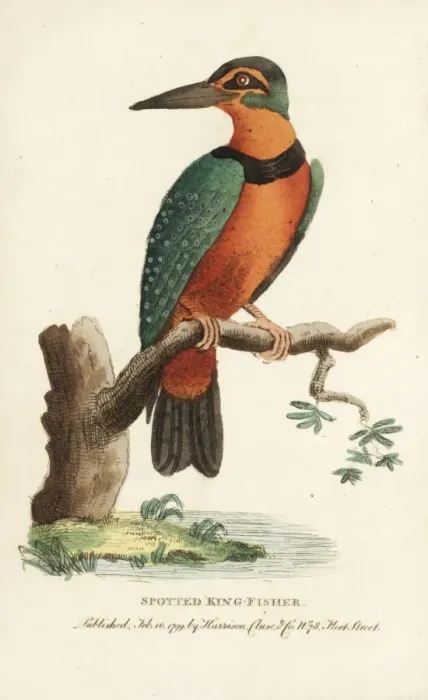 Framed Print : Spotted or Surinam kingfisher, Alcedo paradisea Framed Print : Spotted or Surinam kingfisher, Alcedo paradisea