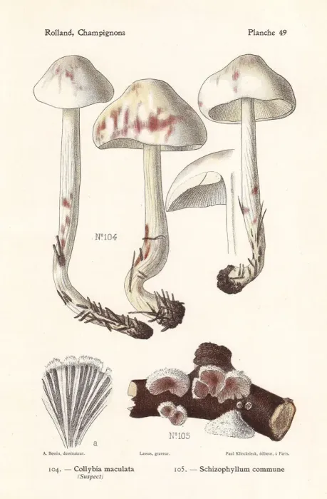 Framed Print : Spotted toughshank and split gill mushroom Framed Print : Spotted toughshank and split gill mushroom