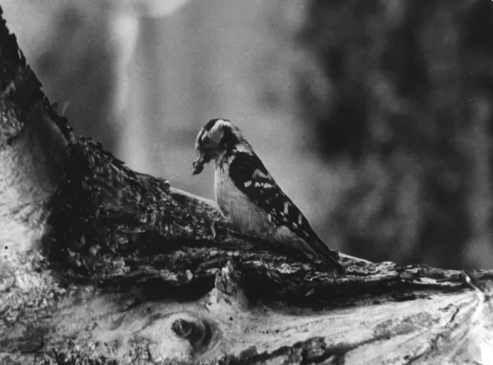 Framed Print : Spotted Woodpecker