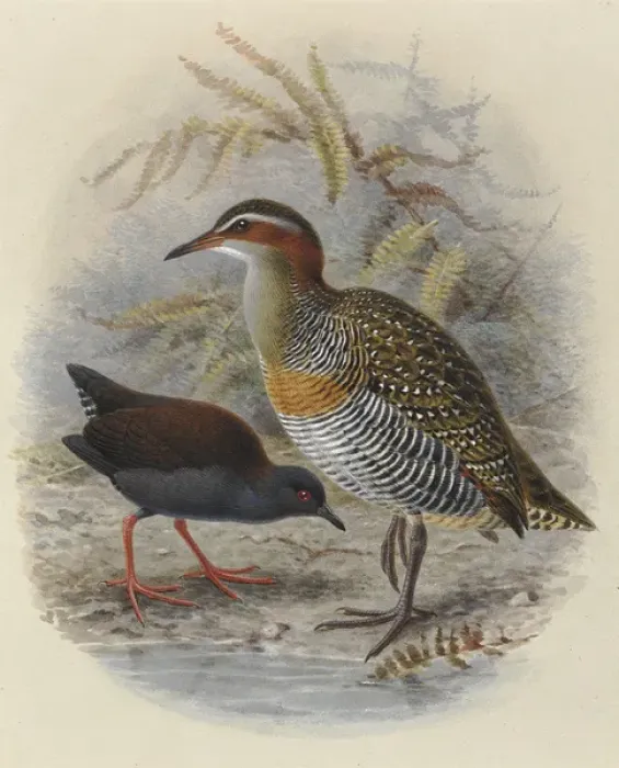 Framed Print : Spottless Crake and Bandd Rail Framed Print : Spottless Crake and Bandd Rail