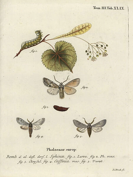 Sprawler moth, Asteroscopus sphinx