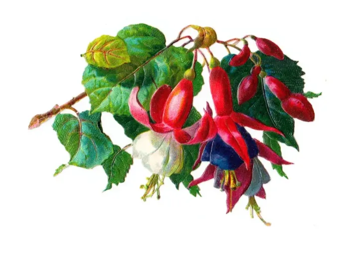 Framed Print : Spray of fuchsia on a Victorian scrap Framed Print : Spray of fuchsia on a Victorian scrap