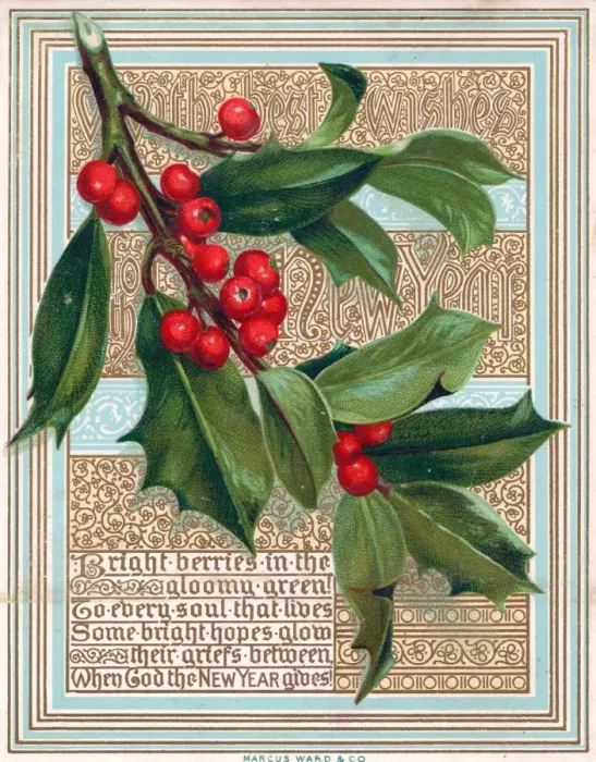 Framed Print : Spray of holly on a New Year card Framed Print : Spray of holly on a New Year card