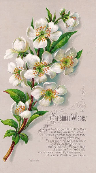 Spray of white flowers on a Christmas card
