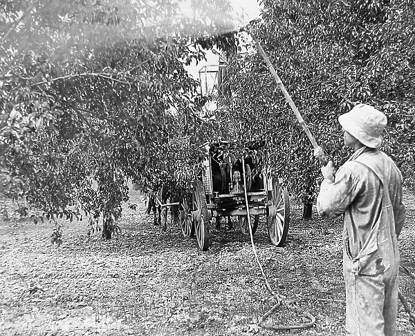 Spraying apples Hilton USA early 1900s