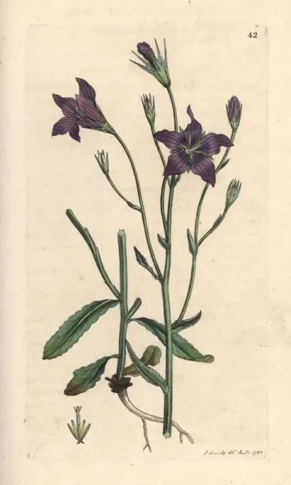 Framed Print : Spreading bellflower, Campanula patula Framed Print : Spreading bellflower, Campanula patula