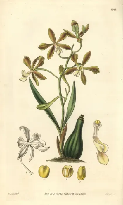 Framed Print : Spreading-flowered encyclia orchid, Encyclia patens Framed Print : Spreading-flowered encyclia orchid, Encyclia patens