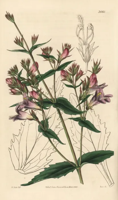 Framed Print : Spreading penstemon, Pentstemon diffusum Framed Print : Spreading penstemon, Pentstemon diffusum
