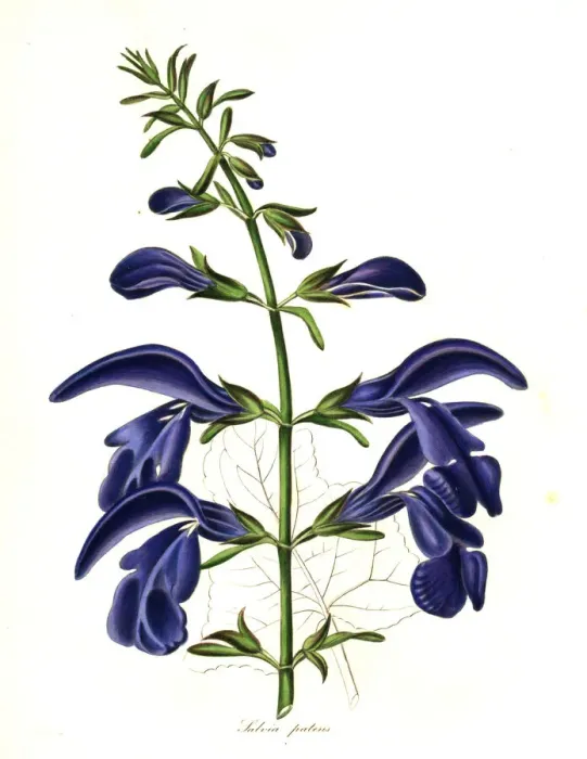 Framed Print : Spreading sage, Salvia patens Framed Print : Spreading sage, Salvia patens