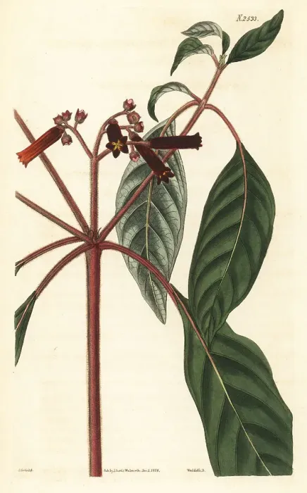 Framed Print : Spreading scarlet hamelia, Hamelia patens Framed Print : Spreading scarlet hamelia, Hamelia patens