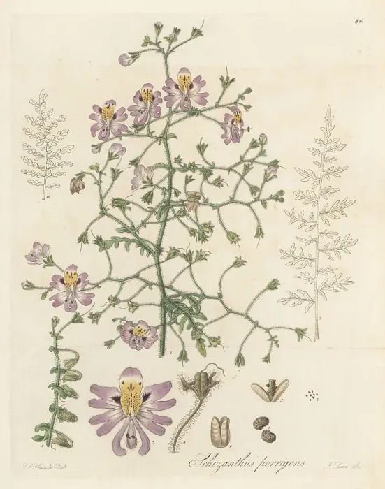 Framed Print : Spreading schizanthus, Schizantheus porrigens Framed Print : Spreading schizanthus, Schizantheus porrigens
