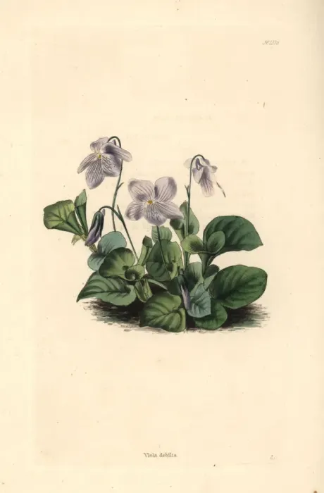 Framed Print : Spreading violet, Viola debilis Framed Print : Spreading violet, Viola debilis