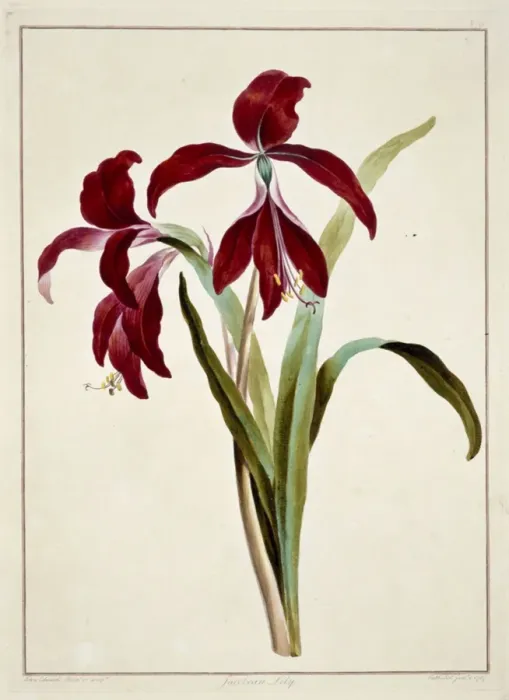 Framed Print : Sprekelia formosissima, jacobean lily Framed Print : Sprekelia formosissima, jacobean lily