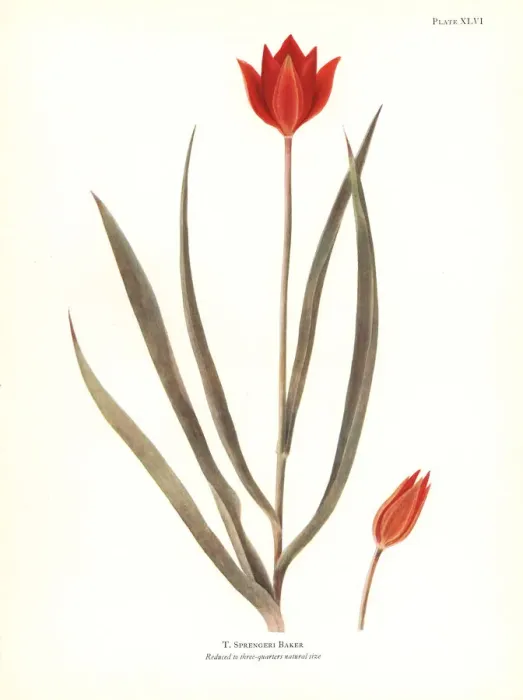 Framed Print : Sprengers tulip, Tulipa sprengeri Framed Print : Sprengers tulip, Tulipa sprengeri