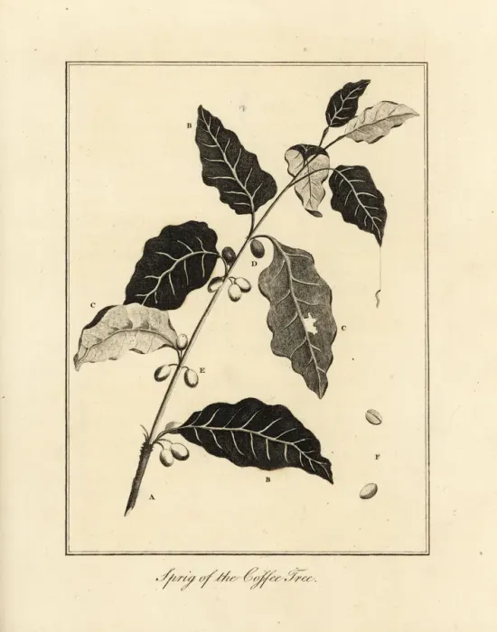 Framed Print : Sprig of the coffee tree, Coffea arabica Framed Print : Sprig of the coffee tree, Coffea arabica