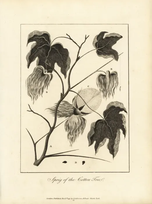 Framed Print : Sprig of the cotton plant, Gossypium hirsutum Framed Print : Sprig of the cotton plant, Gossypium hirsutum