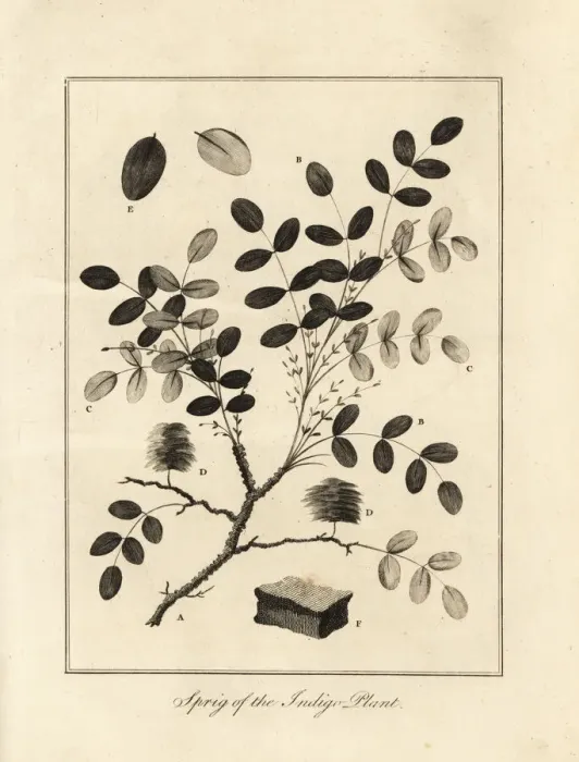 Framed Print : Sprig of the indigo plant, Indigofera tinctoria Framed Print : Sprig of the indigo plant, Indigofera tinctoria