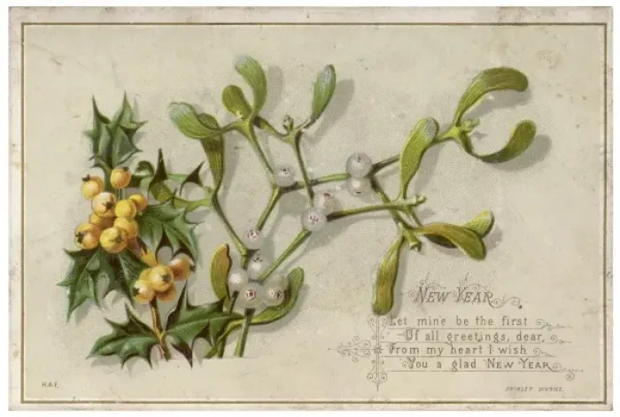 Framed Print : Sprig of Mistletoe Framed Print : Sprig of Mistletoe