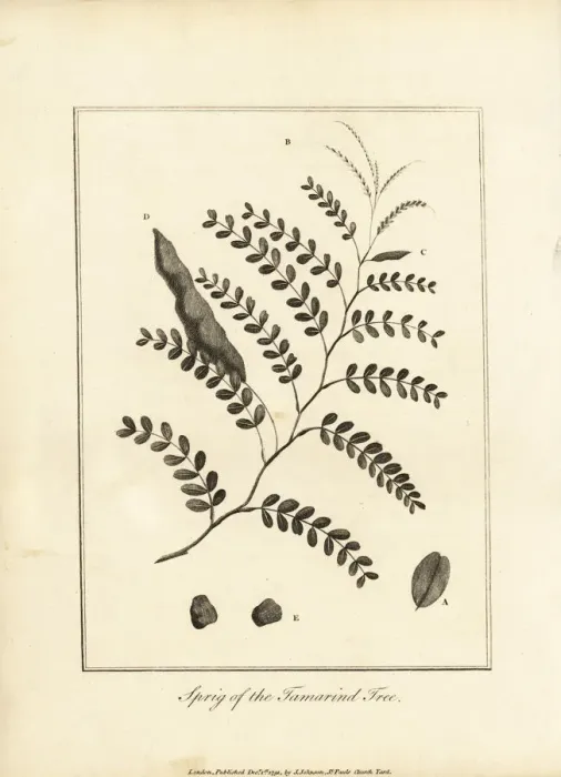 Framed Print : Sprig of the tamarind tree, Tamarindus indica