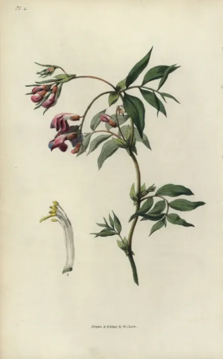 Framed Print : Spring bittervetch, Lathyrus vernus Framed Print : Spring bittervetch, Lathyrus vernus