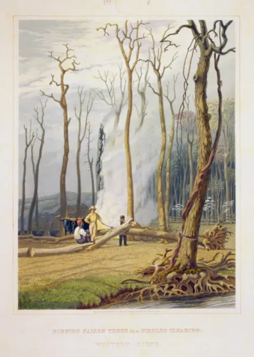 Framed Print : Spring--Burning fallen trees in a girdled clearing--Western Framed Print : Spring--Burning fallen trees in a girdled clearing--Western