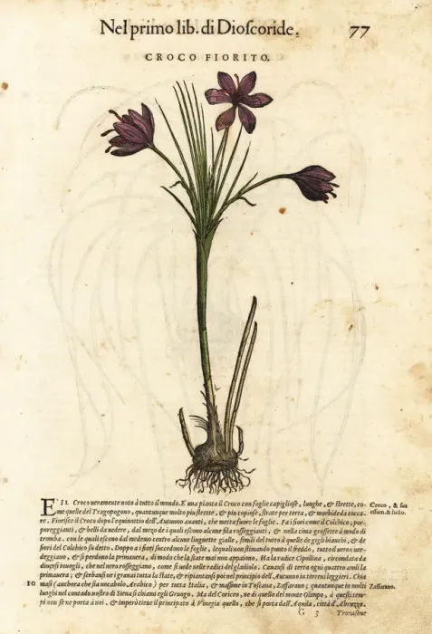 Framed Print : Spring crocus, Crocus vernus Framed Print : Spring crocus, Crocus vernus