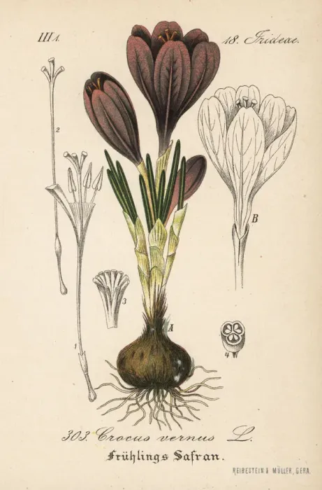 Framed Print : Spring crocus, Crocus vernus Framed Print : Spring crocus, Crocus vernus