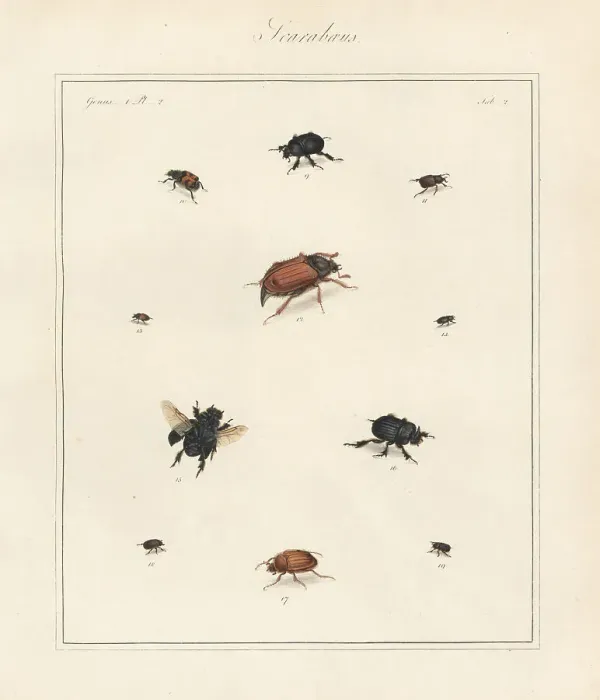Framed Print : Spring dumbledor, bee beetle, cockchafer maybeetle, etc Framed Print : Spring dumbledor, bee beetle, cockchafer maybeetle, etc