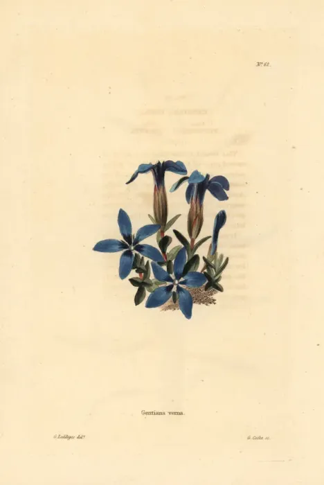 Framed Print : Spring gentian, Gentiana verna Framed Print : Spring gentian, Gentiana verna