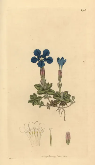 Framed Print : Spring gentian, Gentiana verna Framed Print : Spring gentian, Gentiana verna