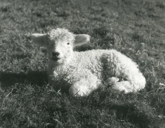 Framed Print : SPRING LAMB Framed Print : SPRING LAMB