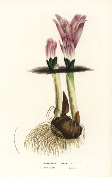 Framed Print : Spring meadow saffron, Colchicum bulbocodium Framed Print : Spring meadow saffron, Colchicum bulbocodium