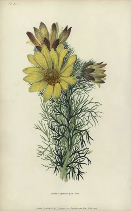 Framed Print : Spring pheasants eye, Adonis vernalis Framed Print : Spring pheasants eye, Adonis vernalis