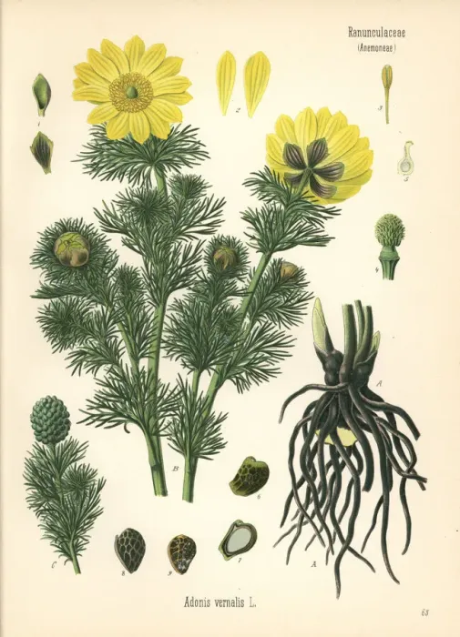 Framed Print : Spring pheasants eye, Adonis vernalis Framed Print : Spring pheasants eye, Adonis vernalis