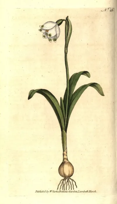 Framed Print : Spring snowflake, Leucojum vernum Framed Print : Spring snowflake, Leucojum vernum