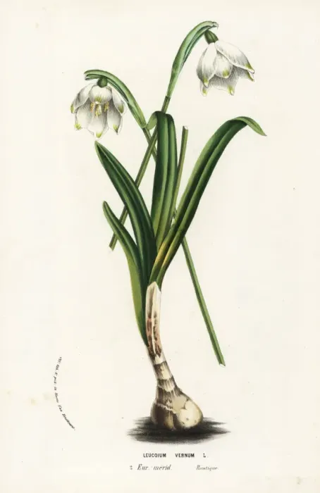 Framed Print : Spring snowflake, Leucojum vernum Framed Print : Spring snowflake, Leucojum vernum