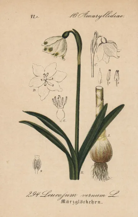 Framed Print : Spring snowflake, Leucojum vernum Framed Print : Spring snowflake, Leucojum vernum