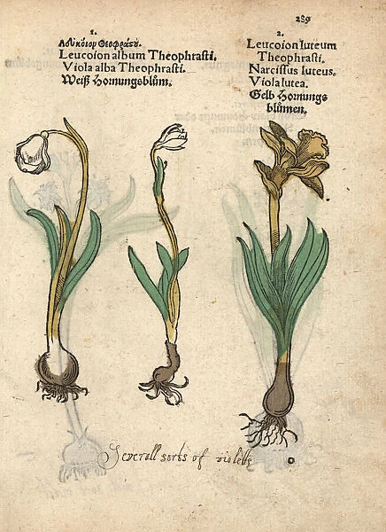 Spring snowflake, Leucojum vernum, and daffodil