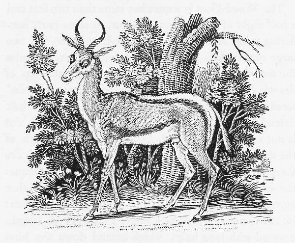Springbok (Bewick). Moschus moschiferus Bewick was puzzled as to what species