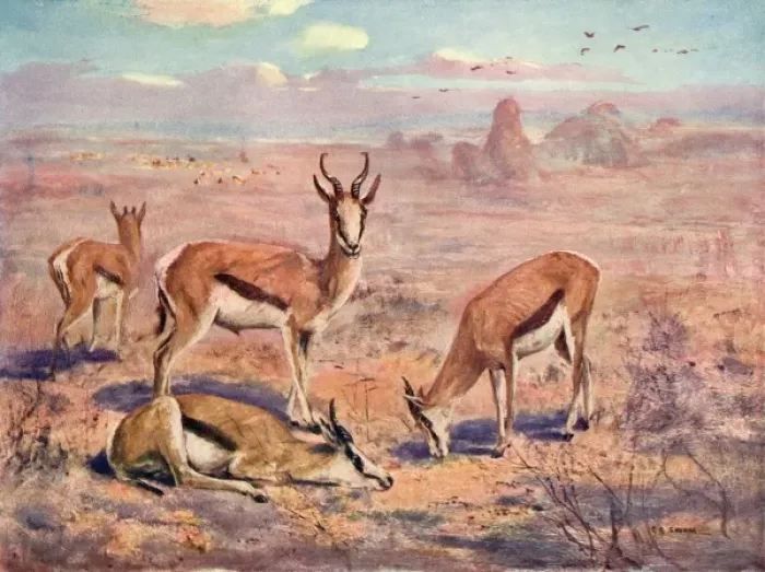 Framed Print : Springbok / Cuthbert Swan Framed Print : Springbok / Cuthbert Swan