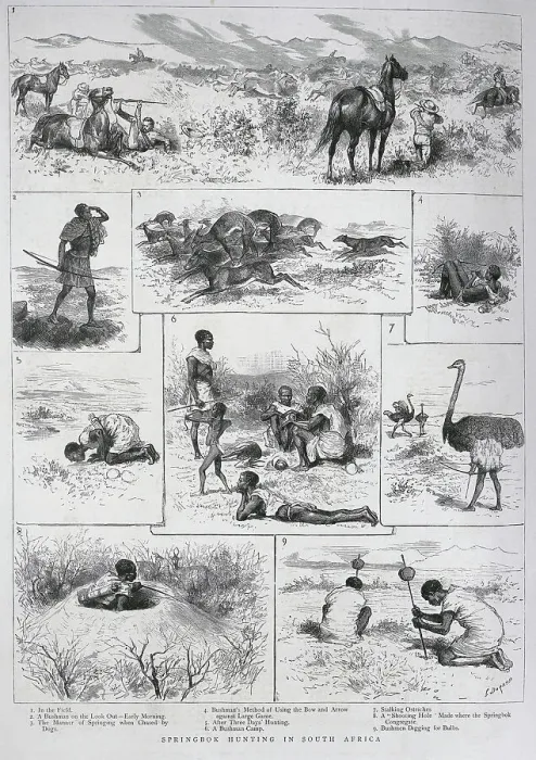 Framed Print : Springbok Hunting, South Africa Framed Print : Springbok Hunting, South Africa