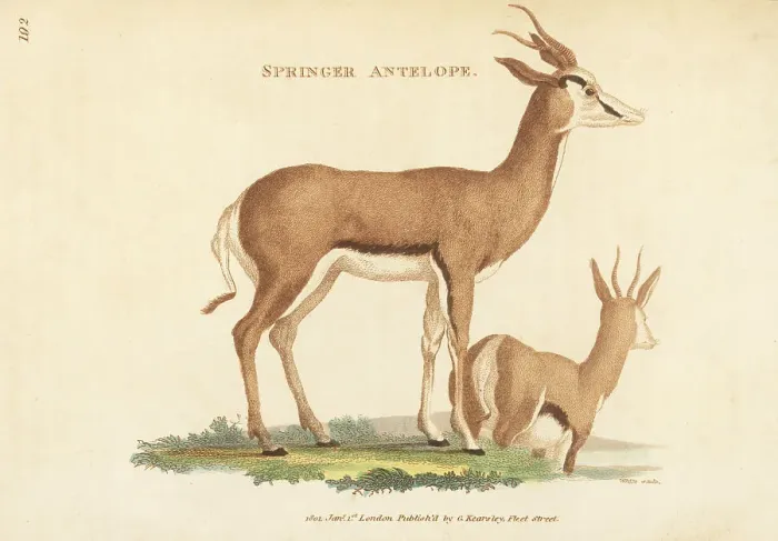 Framed Print : Springbok, male and female, Antidorcas marsupialis Framed Print : Springbok, male and female, Antidorcas marsupialis