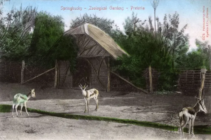 Framed Print : Springboks, Pretoria, South Africa - The Zoological Gardens Framed Print : Springboks, Pretoria, South Africa - The Zoological Gardens