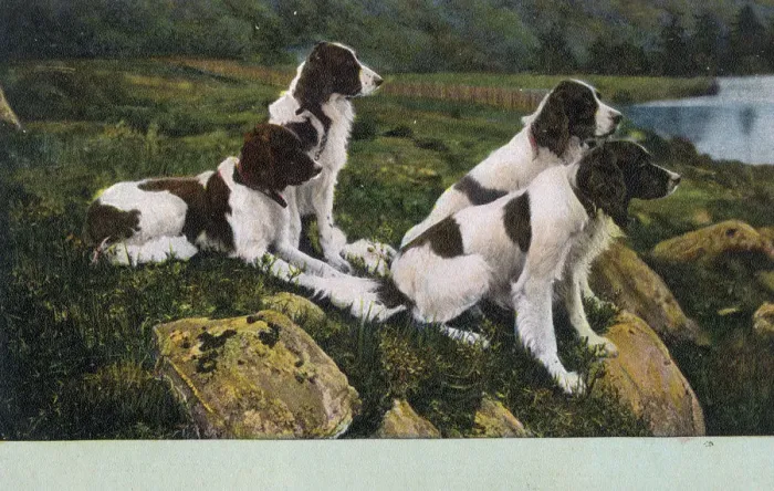Framed Print : Four Springer Spaniels Framed Print : Four Springer Spaniels