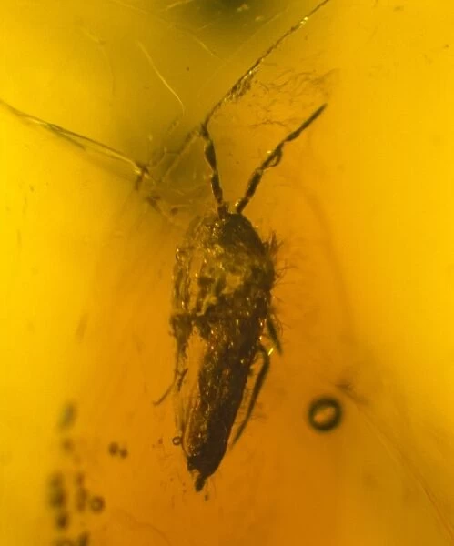 Springtail in amber