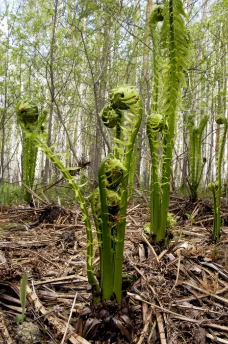 Framed Print : Sprouts of fern in mixed forest, typical Framed Print : Sprouts of fern in mixed forest, typical